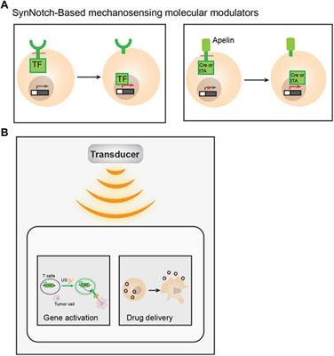 The application of mechanobiotechnology for immuno-engineering and cancer immunotherapy